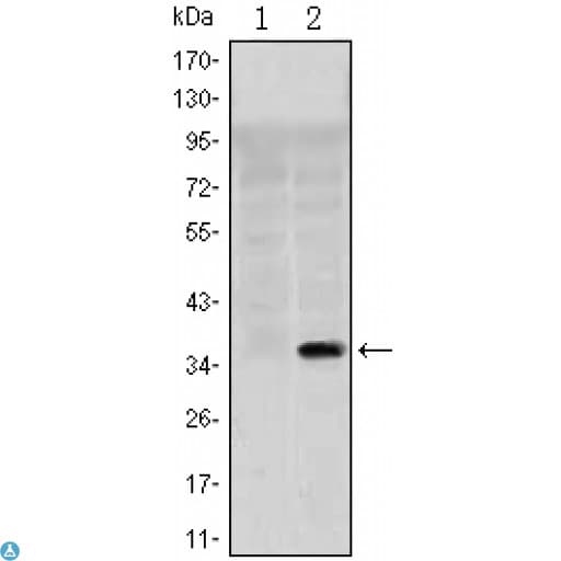 POU2F1 / OCT1 Antibody