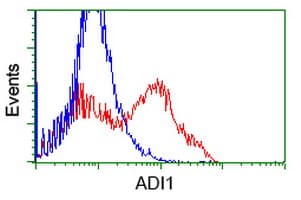 ADI1 / ARD Antibody (clone OTI3H6, Carrier-free)