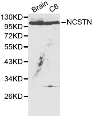 NCSTN / Nicastrin Antibody