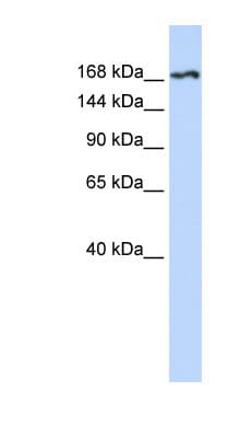 KDR / VEGFR2 / FLK1 Antibody (aa252-301)