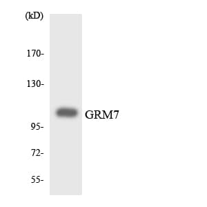 GRM7 / MGLUR7 Antibody (aa340-389)