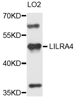 LILRA4 / ILT7 Antibody