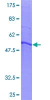 Human PAQR7 / mSR Protein (Recombinant GST)