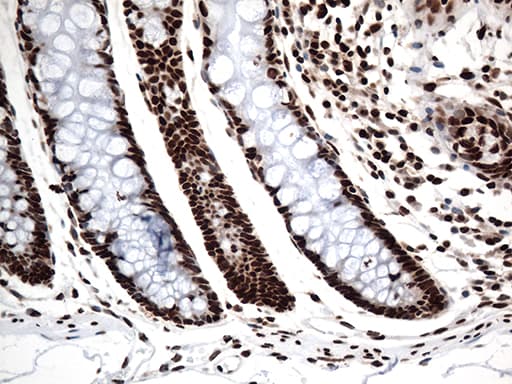 KARS Antibody (clone OTI1E7, Carrier-free)