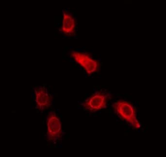 UBQLN3 Antibody
