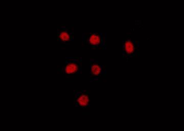 LYAR Antibody