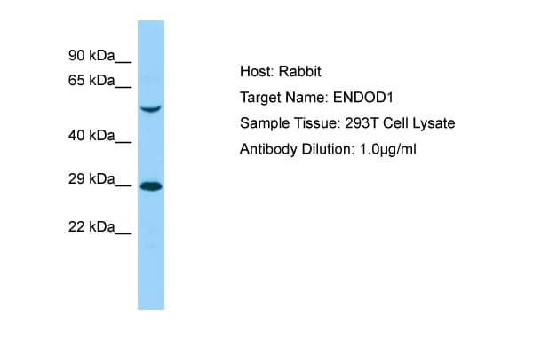 ENDOD1 Antibody (aa253-302)