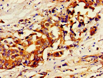 USP7 / HAUSP Antibody
