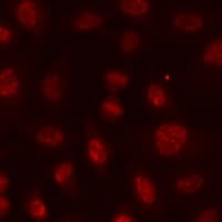 HIST3H3 Antibody