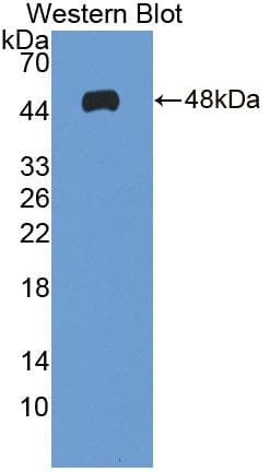 MAX Antibody (aa2-160)