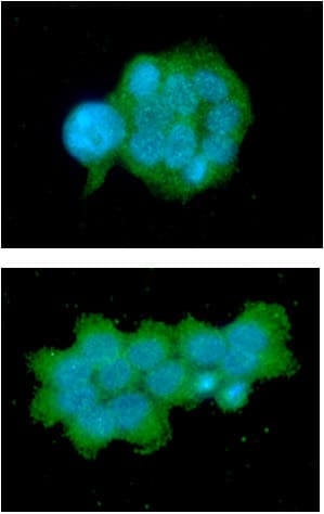 OSTF1 / OSF Antibody (clone AT9G4)