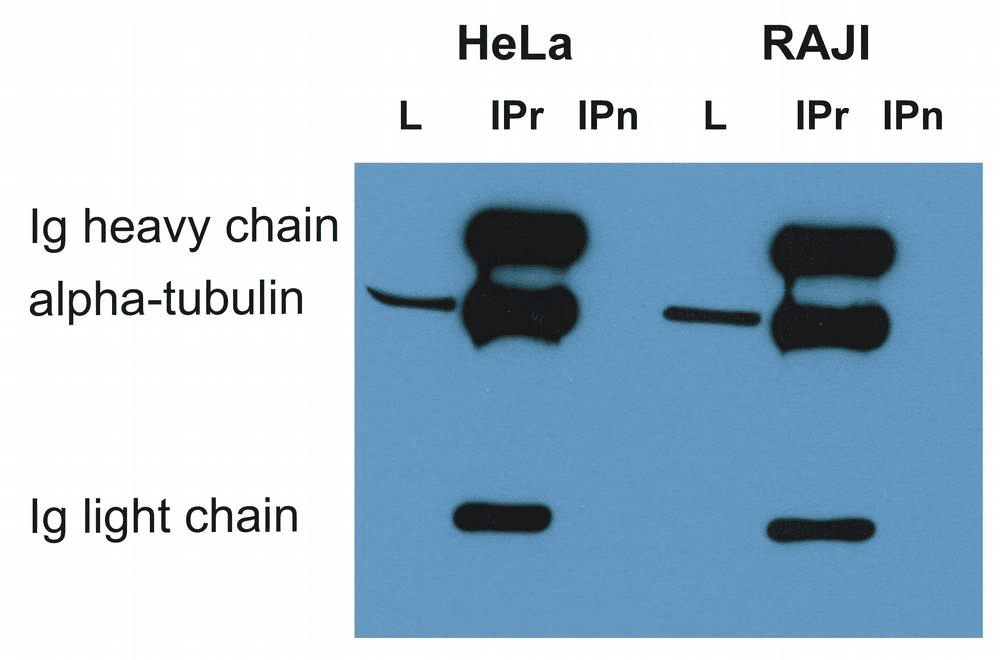 IHC-plus™ Alpha Tubulin Antibody (clone TU-16)