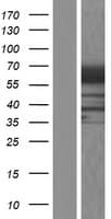 RIC8B Protein (Over-Expression Lysate Myc-DDK (Flag))