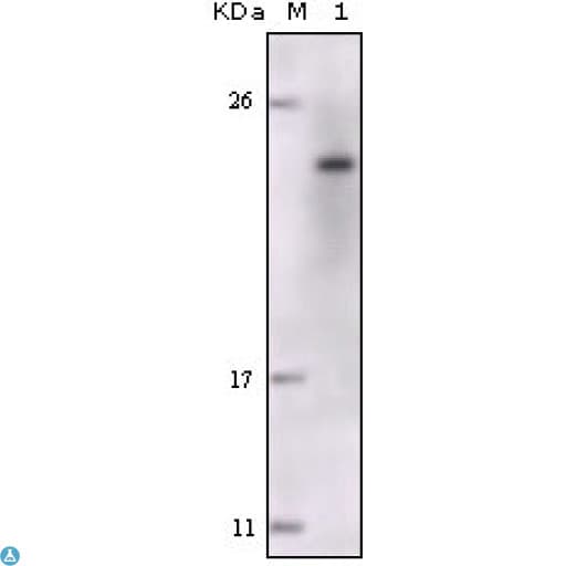 FES Antibody