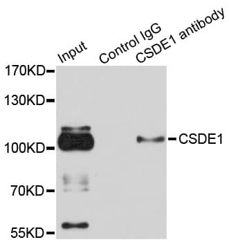CSDE1 Antibody