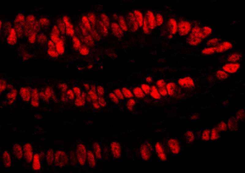 PCNA Antibody (aa225-C-term)