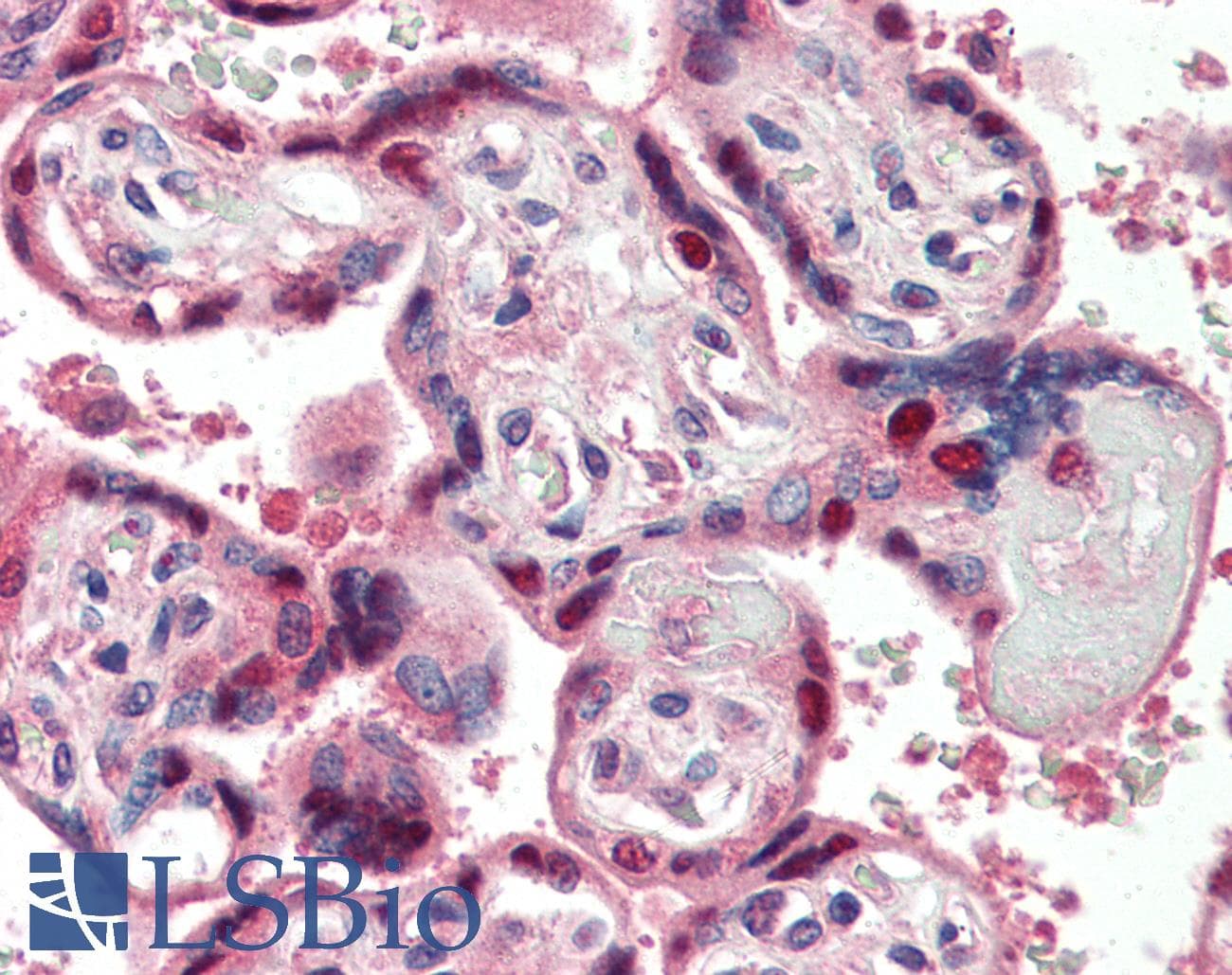IHC-plus™ DDB1 Antibody