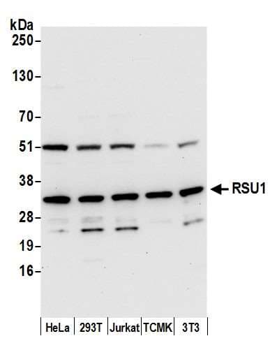 RSU1 Antibody (aa227-277)