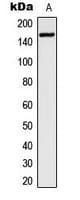 ZEB2 / SIP-1 Antibody (N-Terminus)