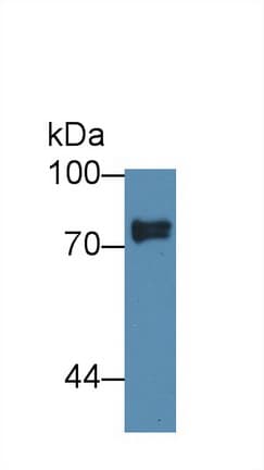 SCEL Antibody (APC)