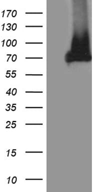 Monoclonal Mouse anti-Human APPL2 Antibody (clone OTI6G8, WB)