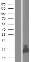 GLRX5 / Glutaredoxin 5 Protein (Over-Expression Lysate Myc-DDK (Flag))