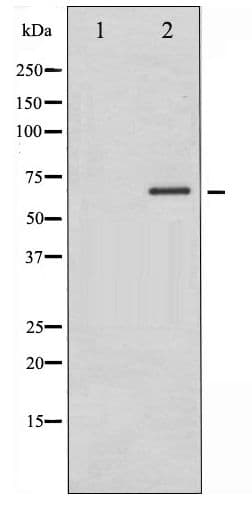 Polyclonal Rabbit anti-Human PAK1 Antibody (phospho-Thr212, IHC, WB)