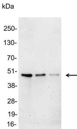 T7 Tag Antibody