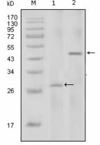 Monoclonal Mouse anti-Human IL2 Antibody (clone 8D5, WB)
