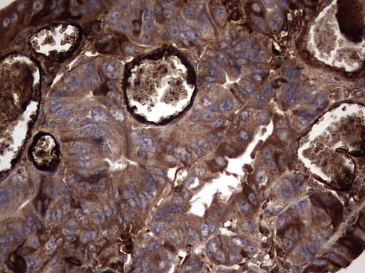 RSPO3 Antibody (aa22-272, clone 3D5, Carrier-free)