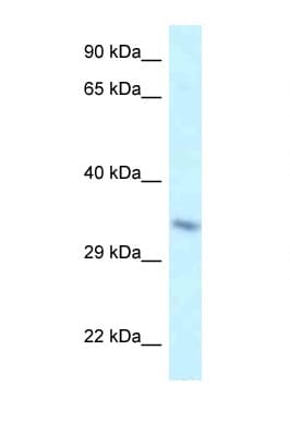 TAF8 Antibody (aa109-158)