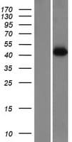 FAM105A Protein (Over-Expression Lysate Myc-DDK (Flag))