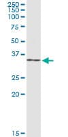 NR0B2 Antibody (clone 1A11)