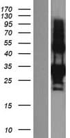 EDA2R / XEDAR Protein (Over-Expression Lysate Myc-DDK (Flag))