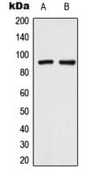 TRPV3 Antibody (Internal)