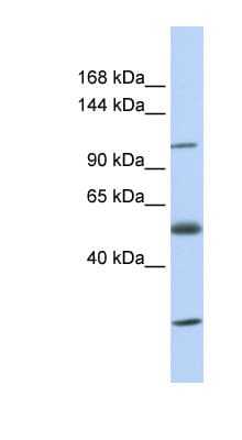 SLC39A10 / ZIP10 Antibody (aa36-85)