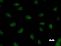 SNAPC1 Antibody (clone 3025C1a)