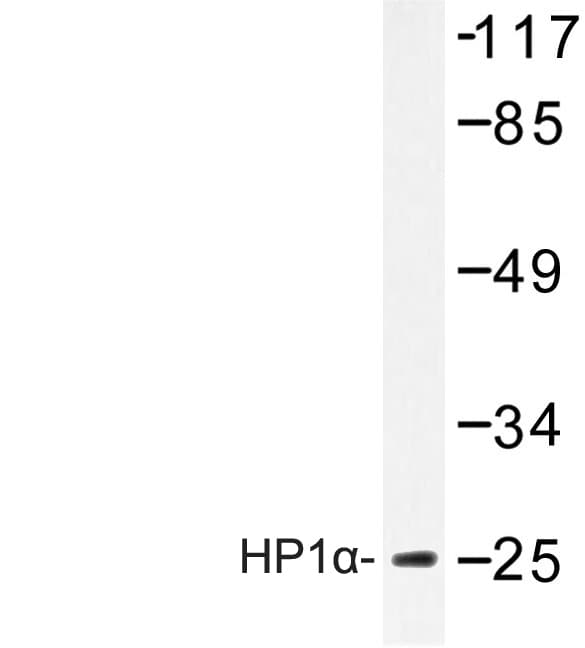 CBX5 / HP1 Alpha Antibody (Lys69)