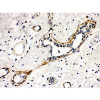 YES1 / c-Yes Antibody (aa7-35)