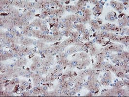 CPA2 Antibody (clone OTI1C7)