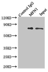 MFN1 Antibody