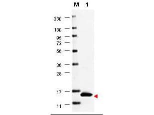 Polyclonal Rabbit anti-Human CSF2 / GM-CSF Antibody (WB)