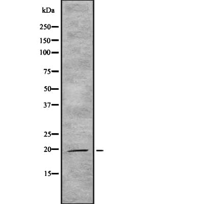 IL19 Antibody