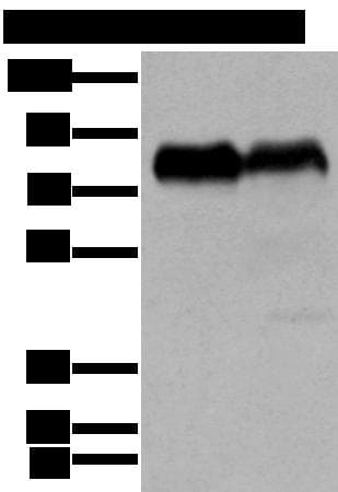 CD55 Antibody