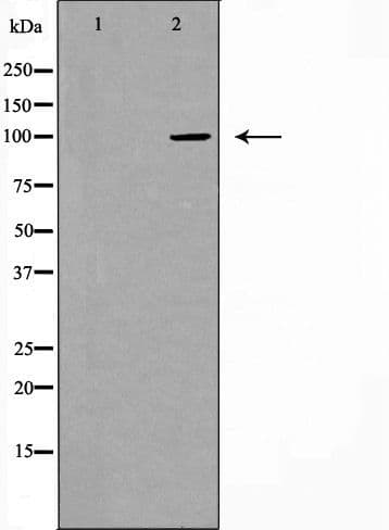 Polyclonal Rabbit anti-Human CDH17 / Cadherin 17 Antibody (aa355-378, IF, WB)