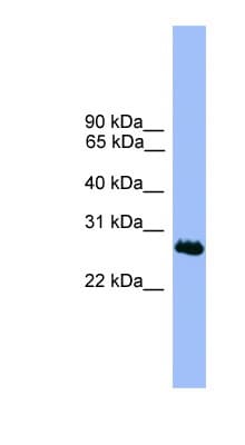 C1orf216 Antibody (aa51-100)
