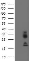 JCHAIN / Ig J Chain Antibody (clone OTI3C7)