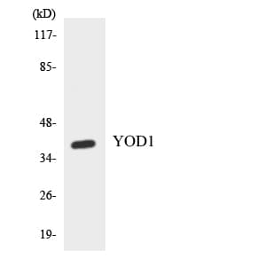 Polyclonal Rabbit anti-Human YOD1 Antibody (aa98-147, WB)
