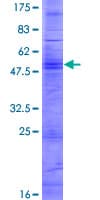 Human OR2W1 Protein (Recombinant GST)