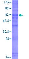 Human GPR65 / TDAG8 Protein (Recombinant GST)